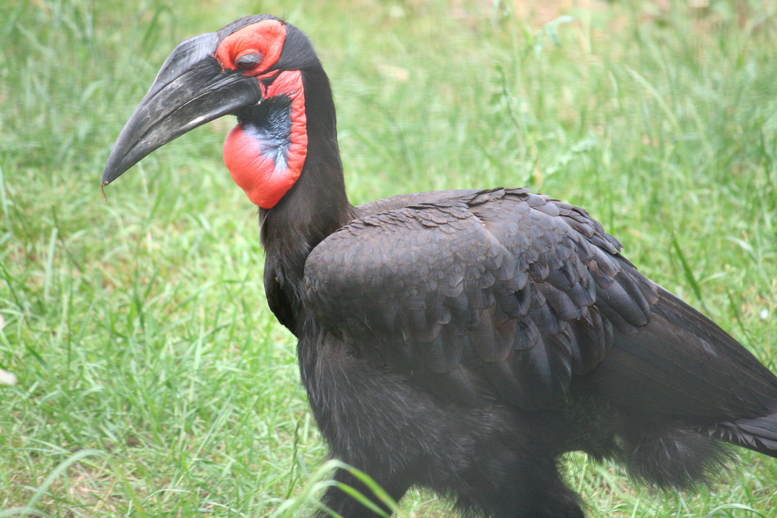 Southern ground hornbill