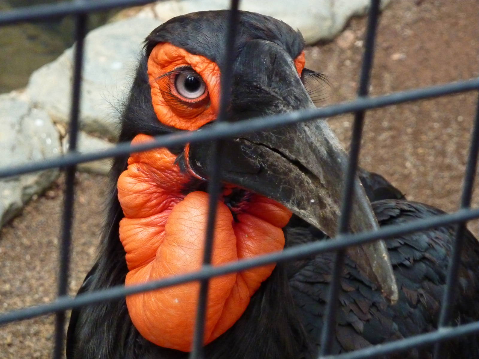 Southern ground hornbill
