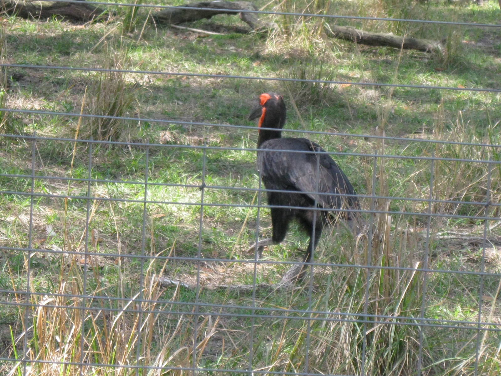 Southern Ground Hornbill