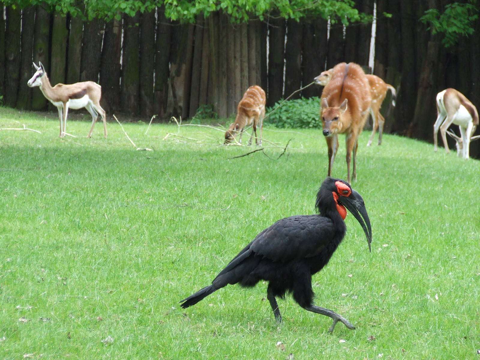 Southern Ground Hornbill