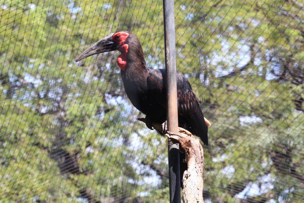Southern Ground Hornbill