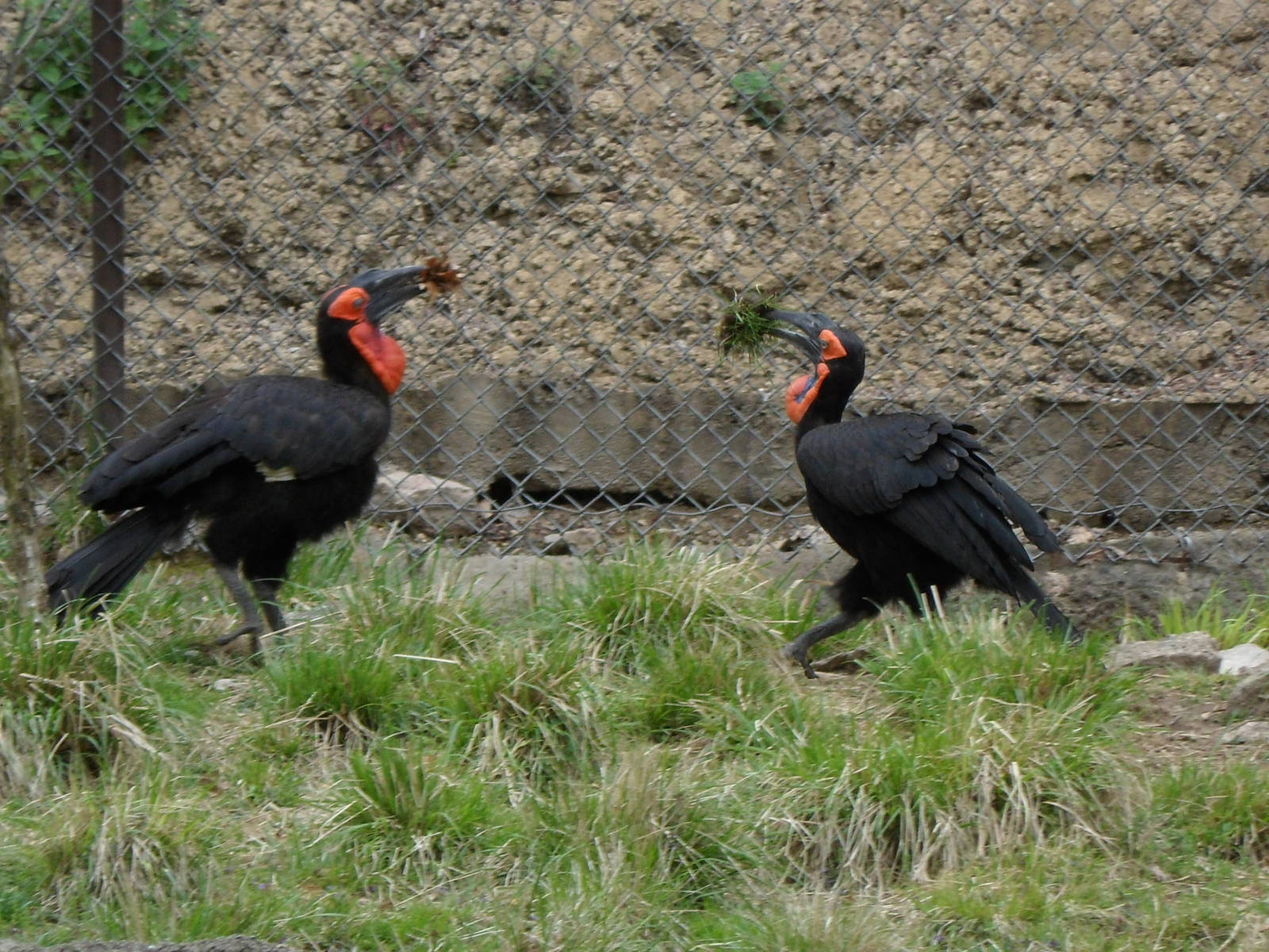 Southern Ground Hornbill