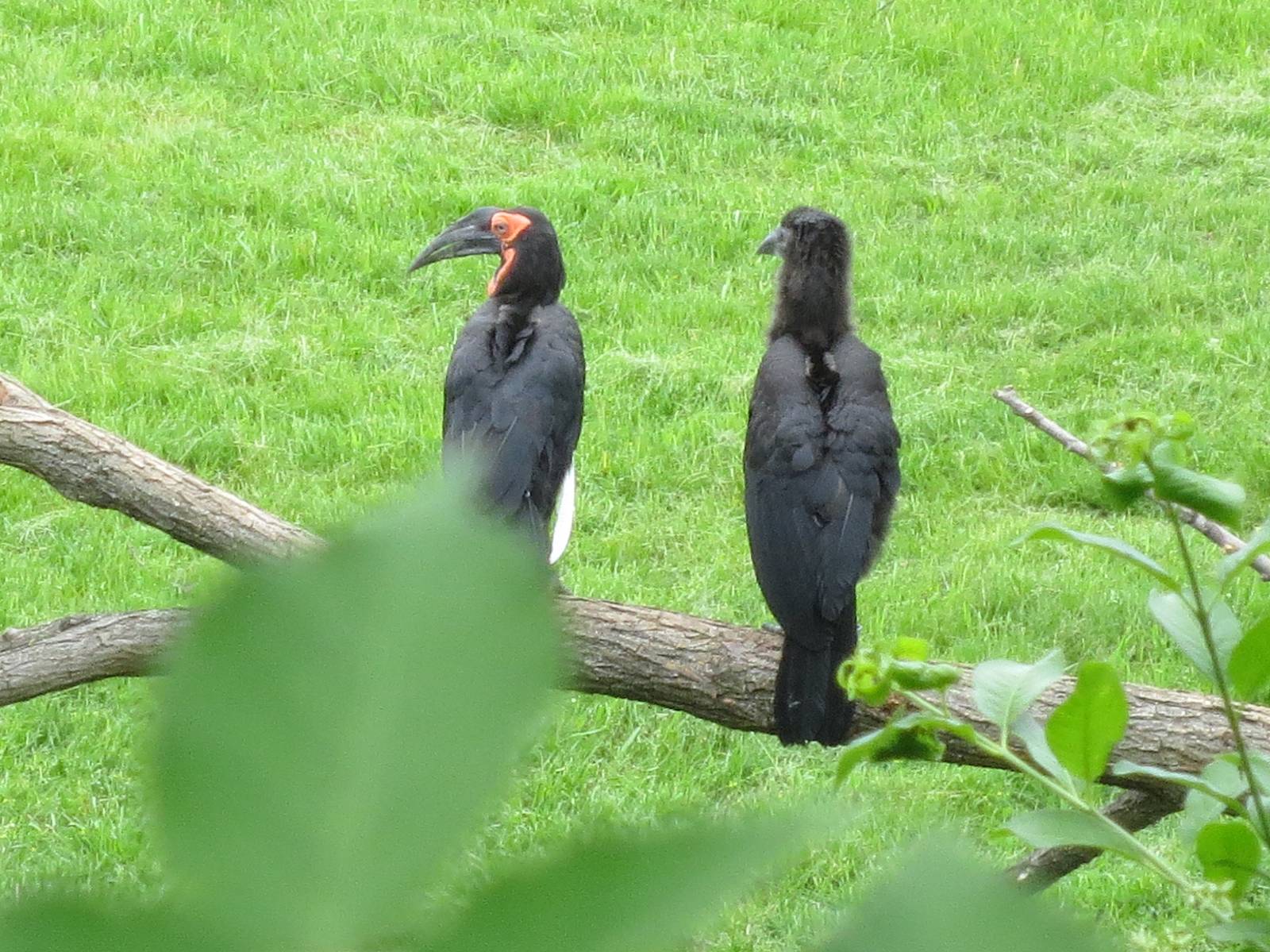 Southern Ground Hornbill