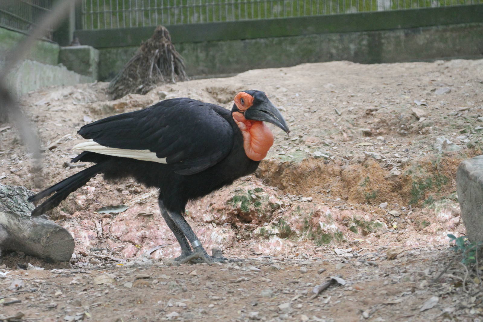 Southern Ground Hornbill