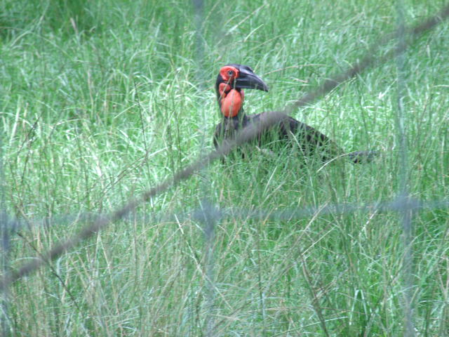 Southern Ground Hornbill