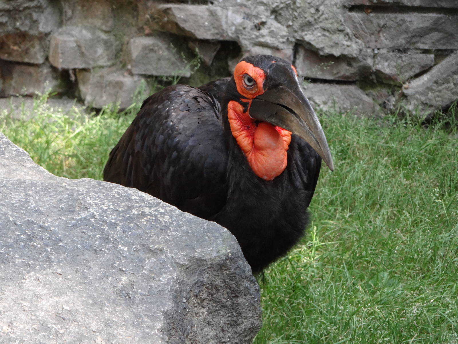 Southern Ground Hornbill