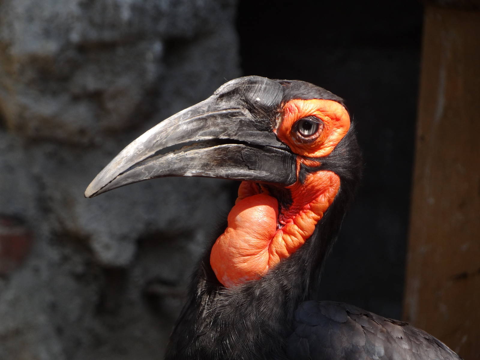 Southern Ground Hornbill