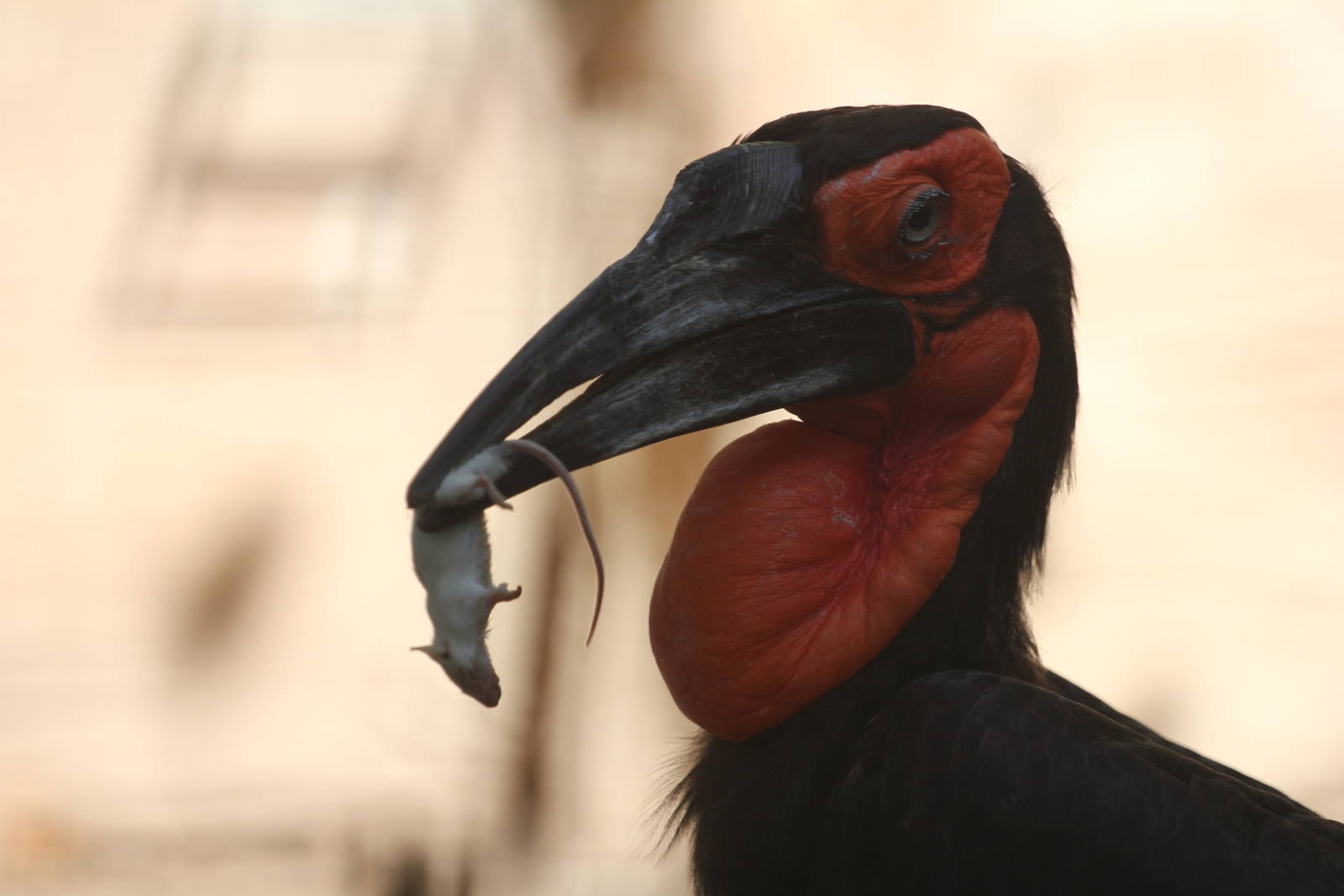 Southern ground hornbill