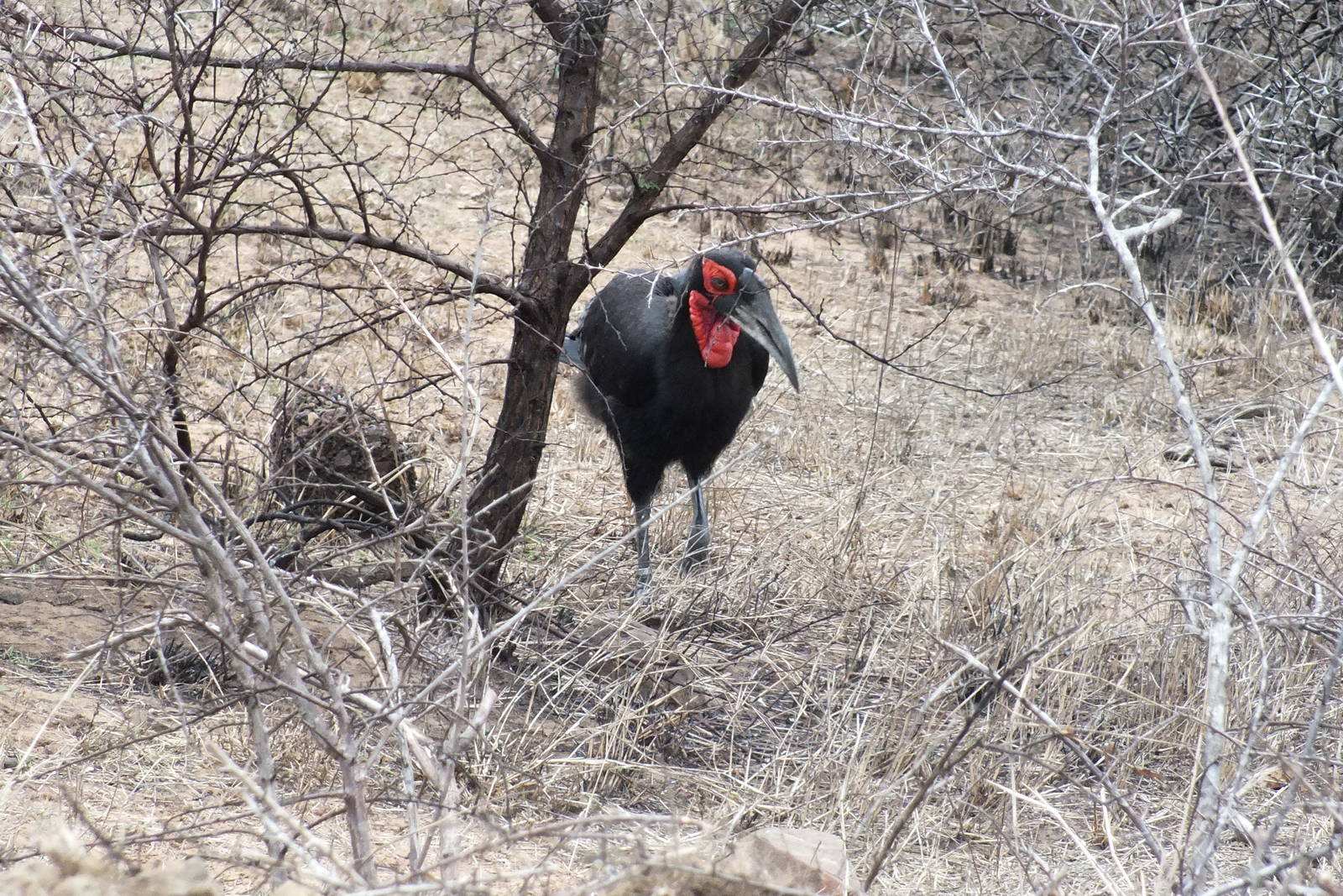Southern Ground Hornbill