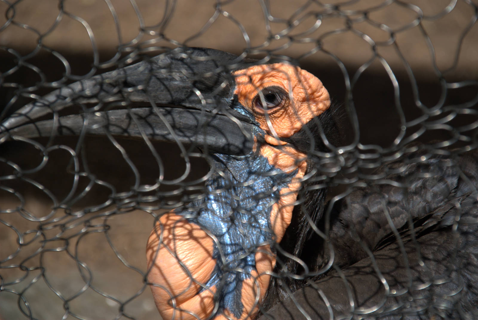 Southern Ground Hornbill