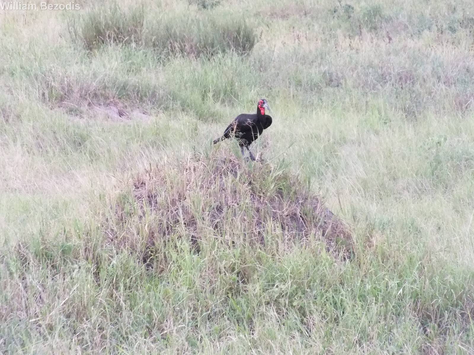 Southern Ground Hornbill