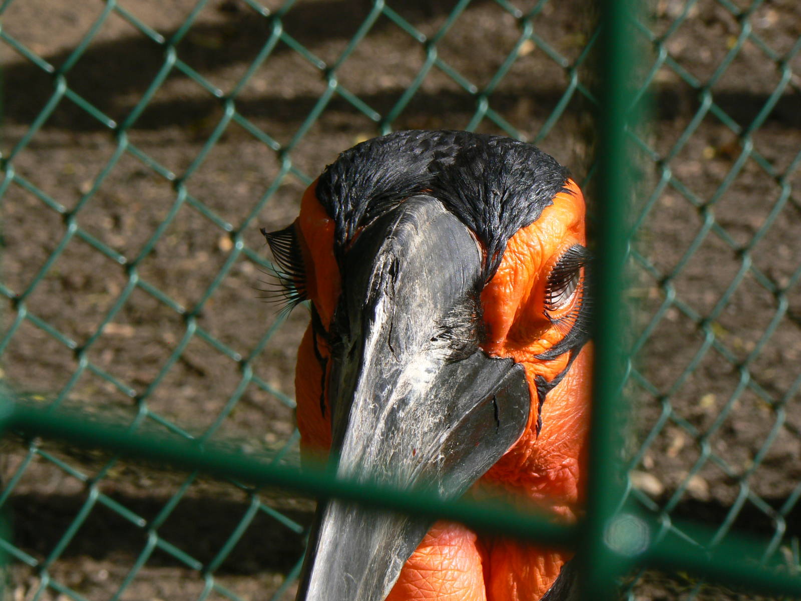 Southern Ground Hornbill