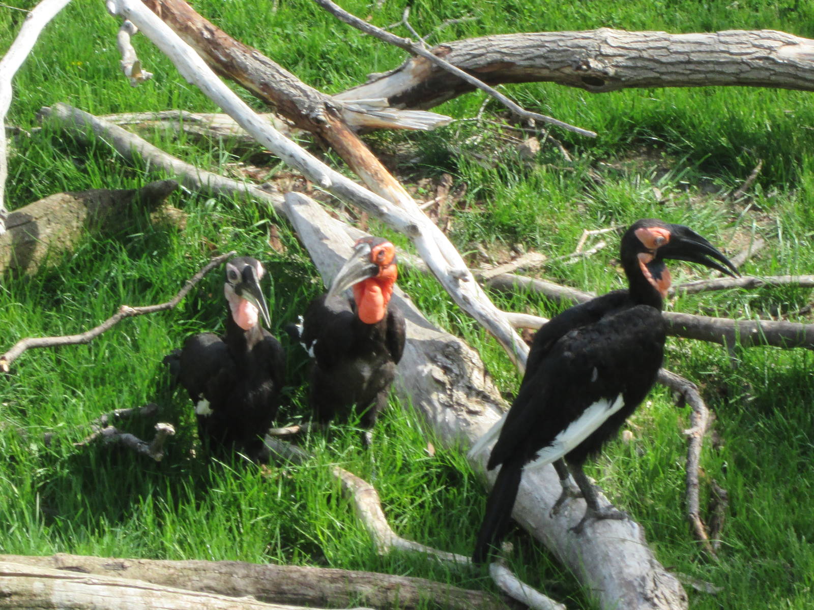 Southern Ground Hornbill