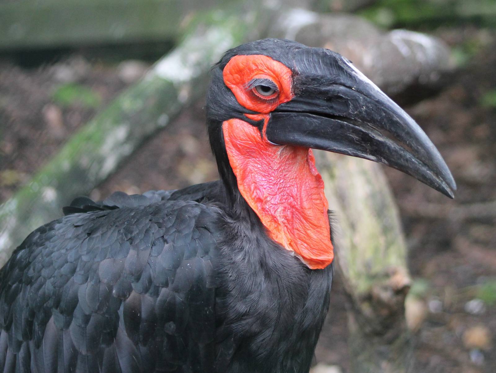 Southern ground hornbill