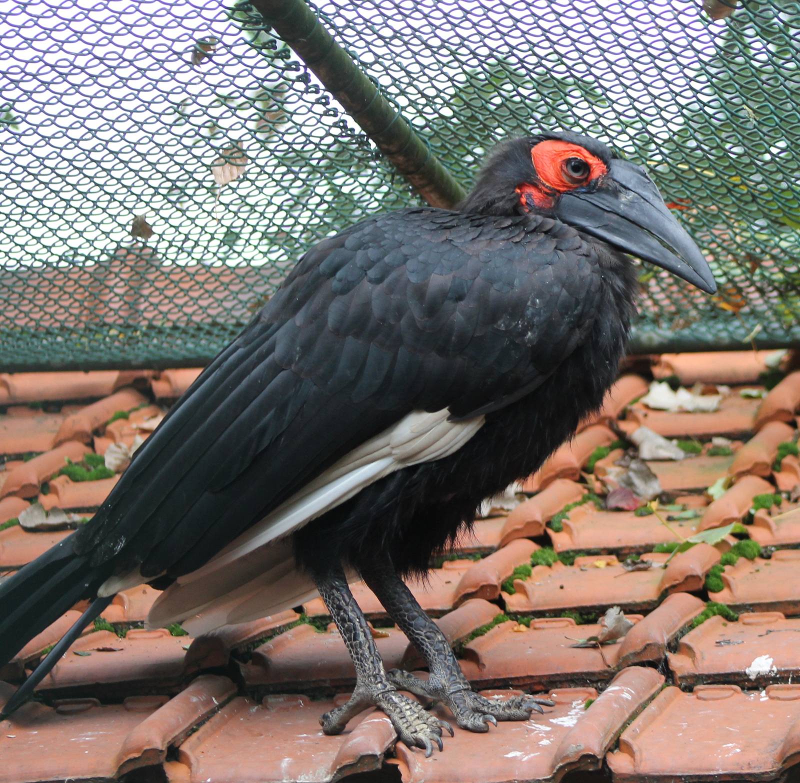 Southern ground hornbill