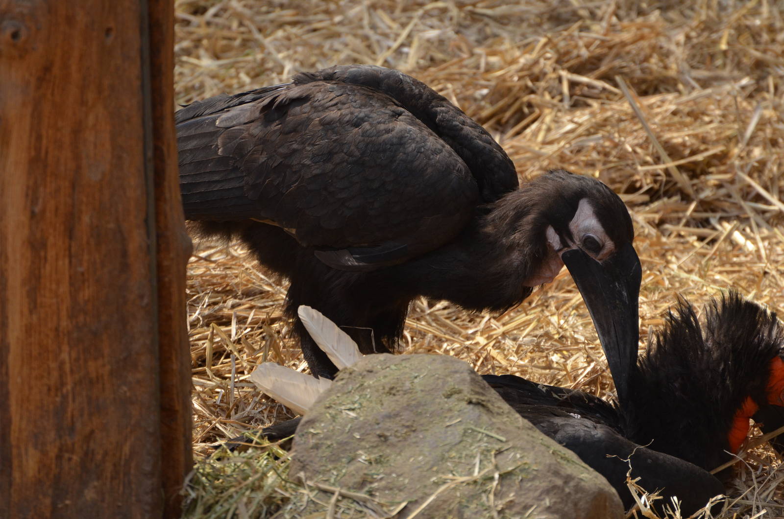 Southern ground hornbill