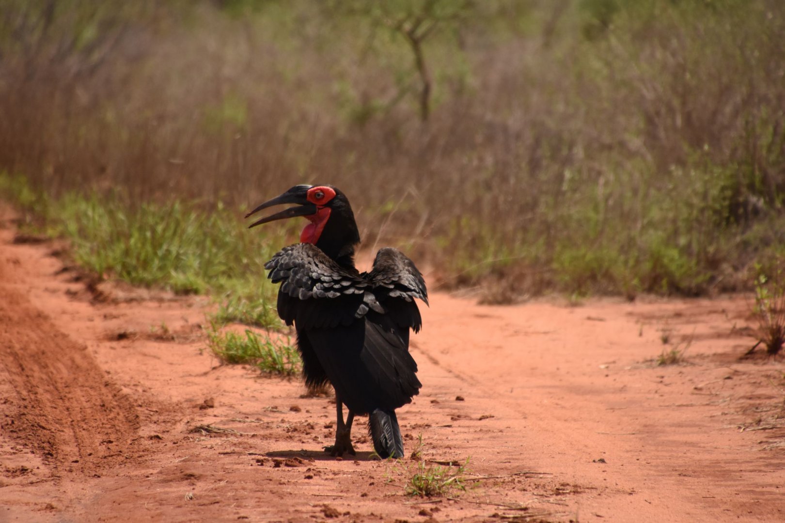 Southern ground hornbill
