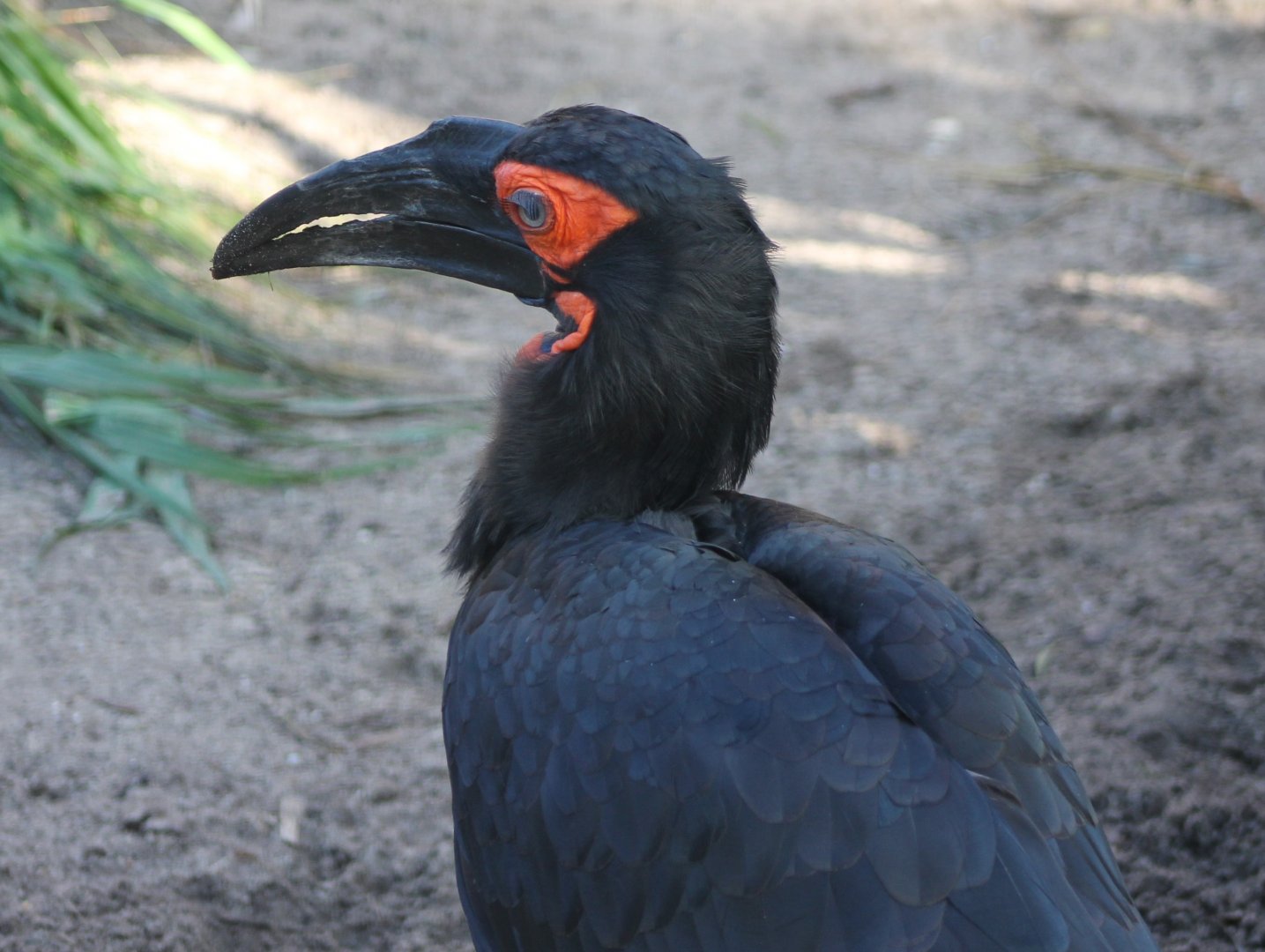 Southern ground hornbill