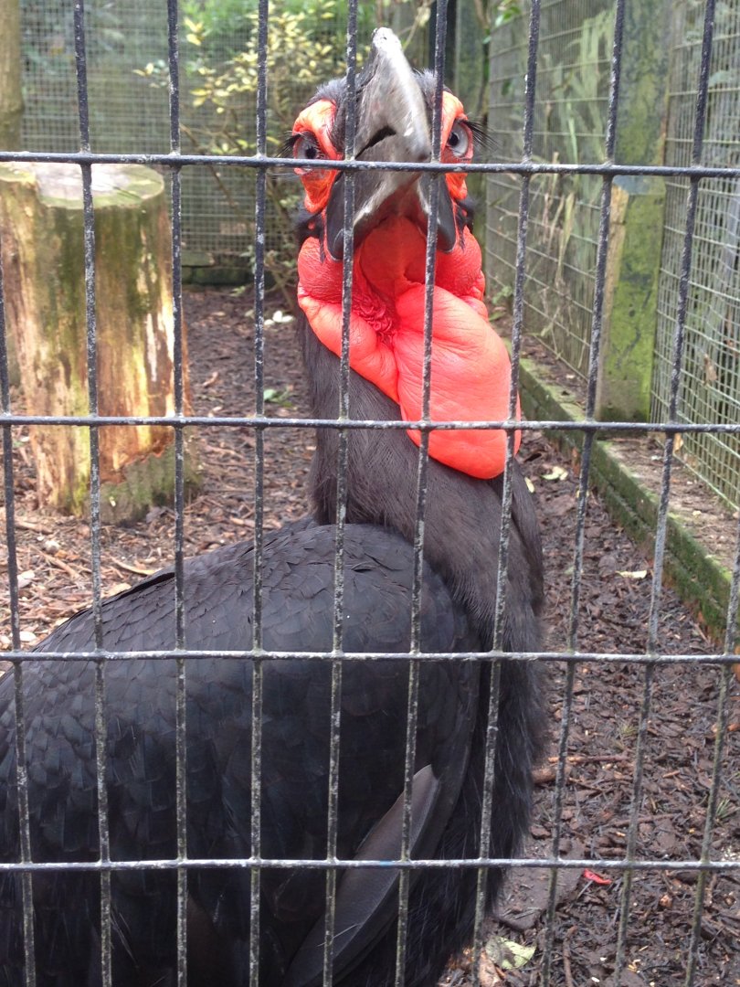 Southern Ground Hornbill