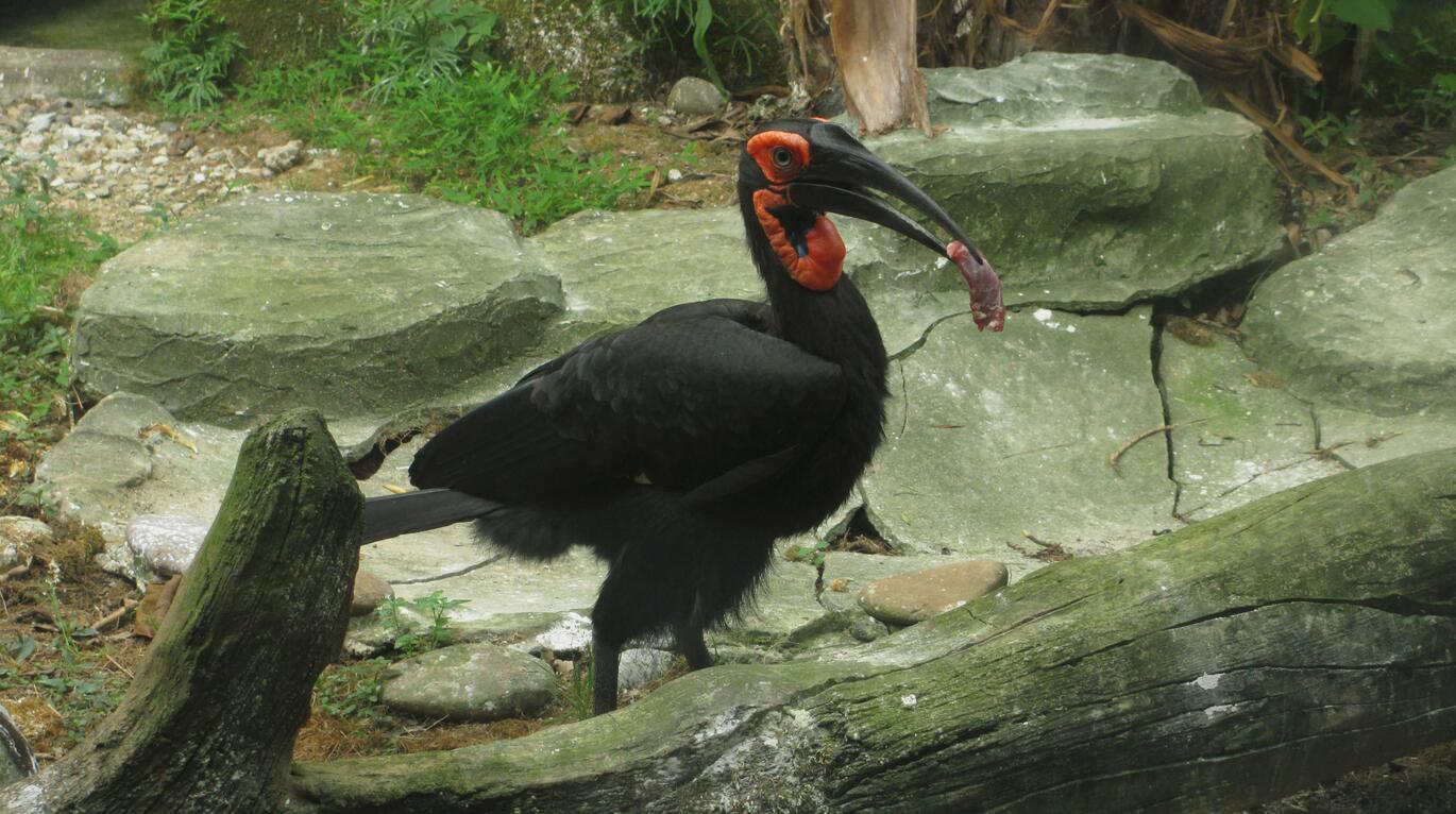 Southern ground hornbill