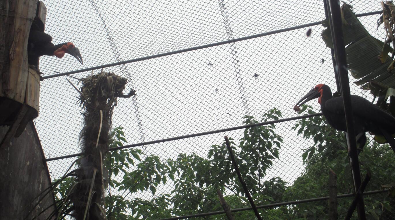 Southern ground hornbill