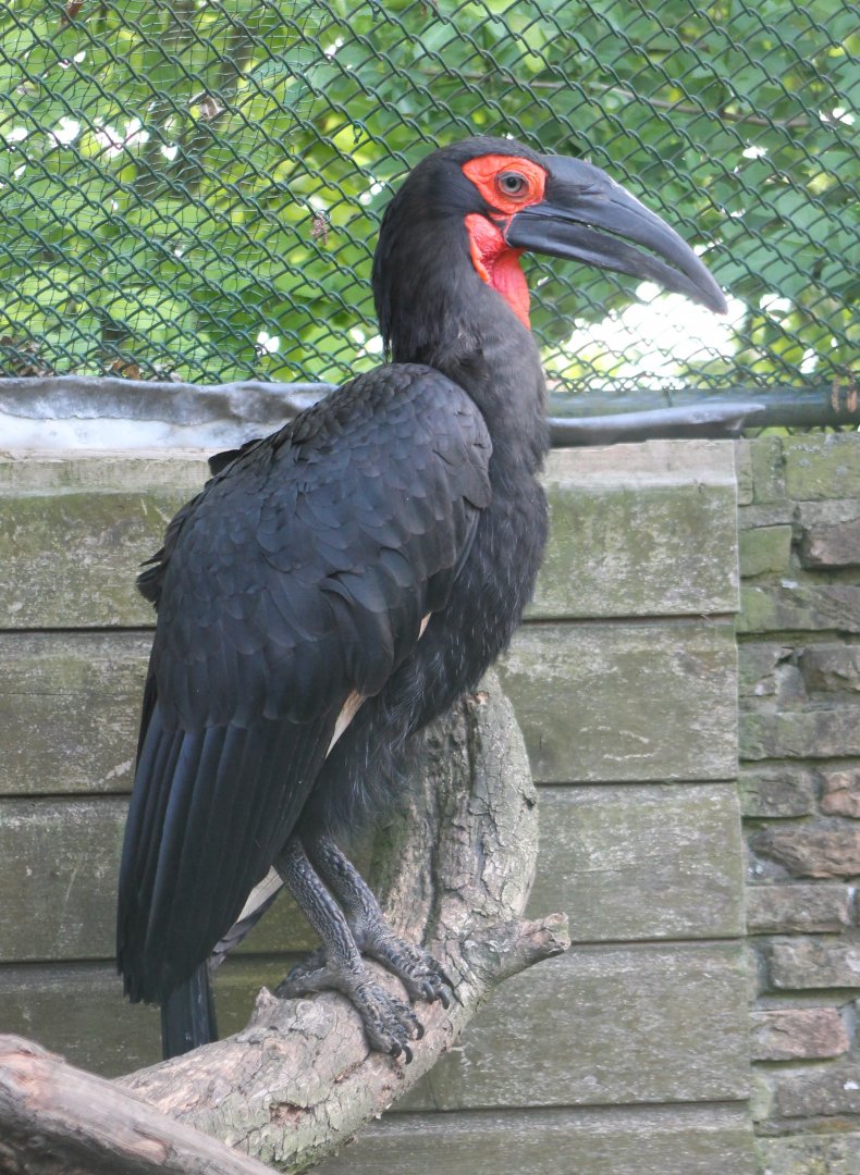 Southern ground hornbill