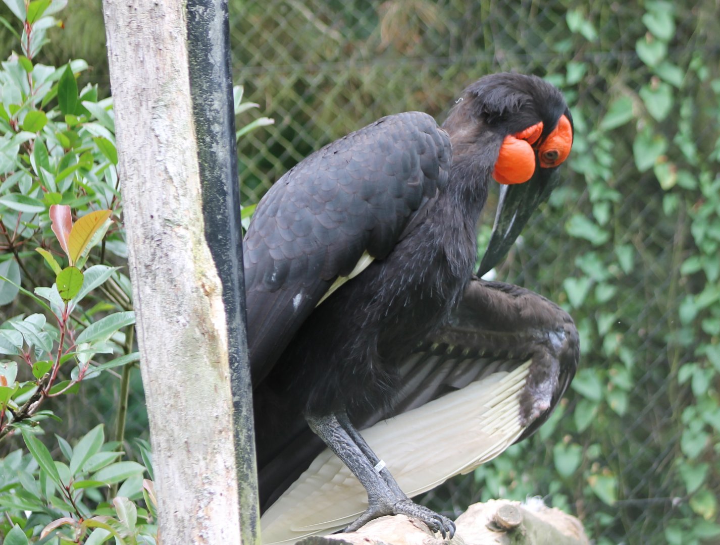 Southern ground hornbill