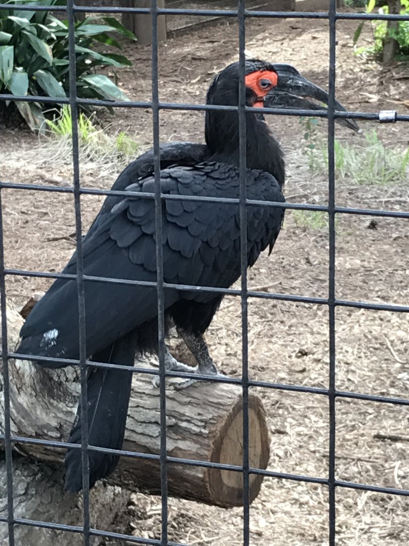 Southern ground hornbill
