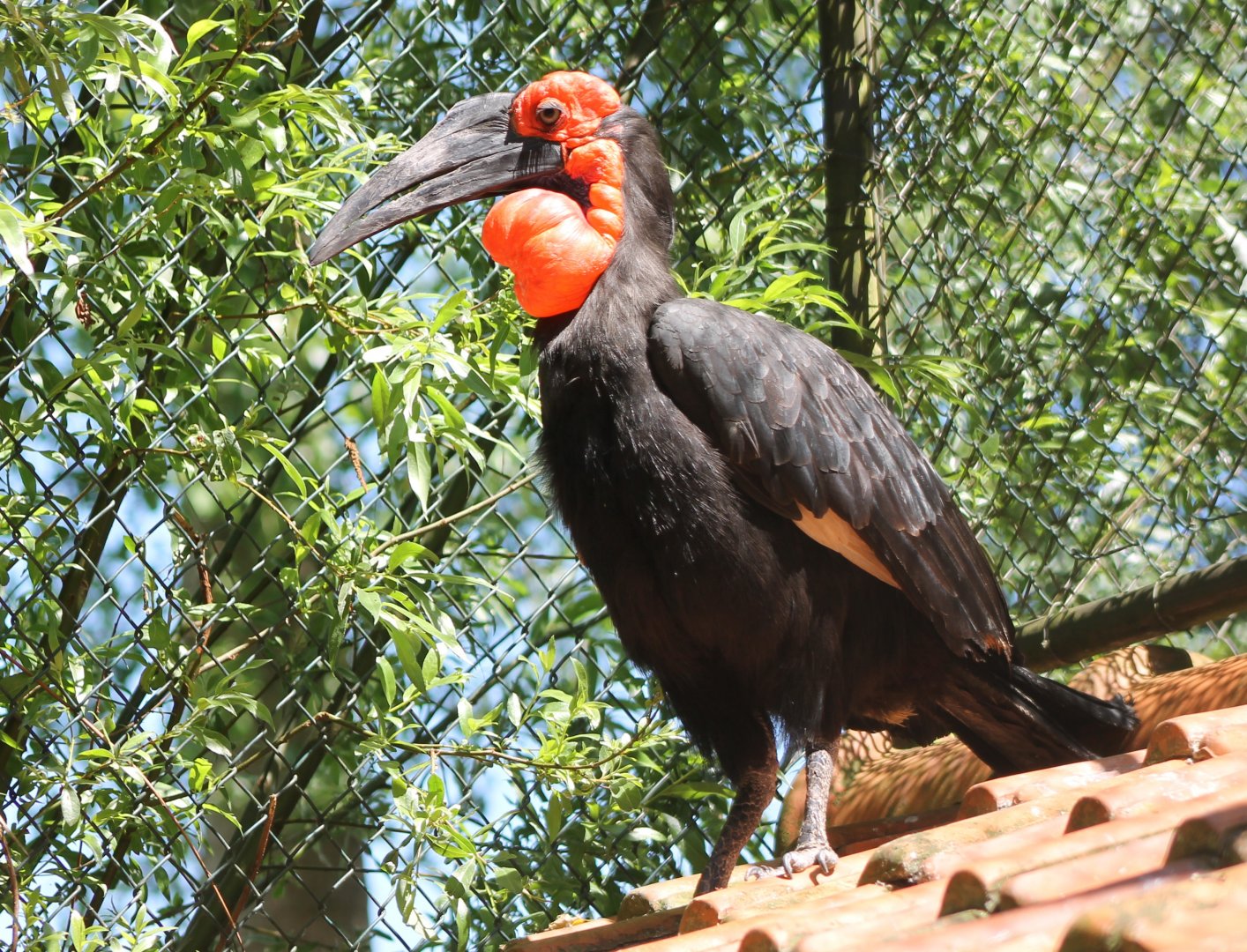 Southern ground hornbill