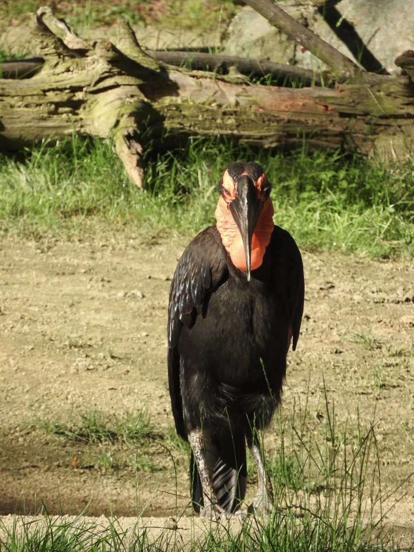 Southern Ground Hornbill