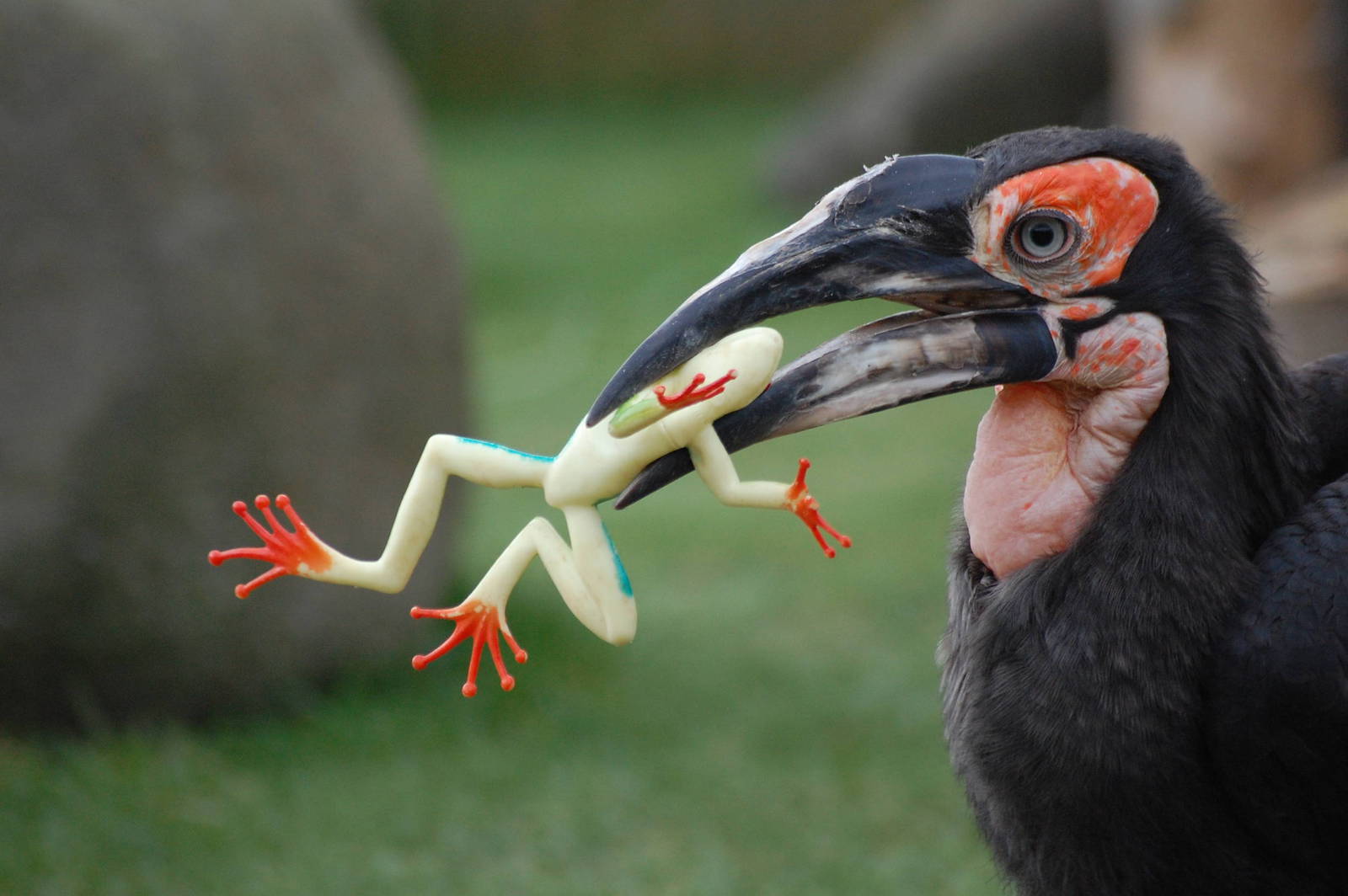 Southern Ground-Hornbill