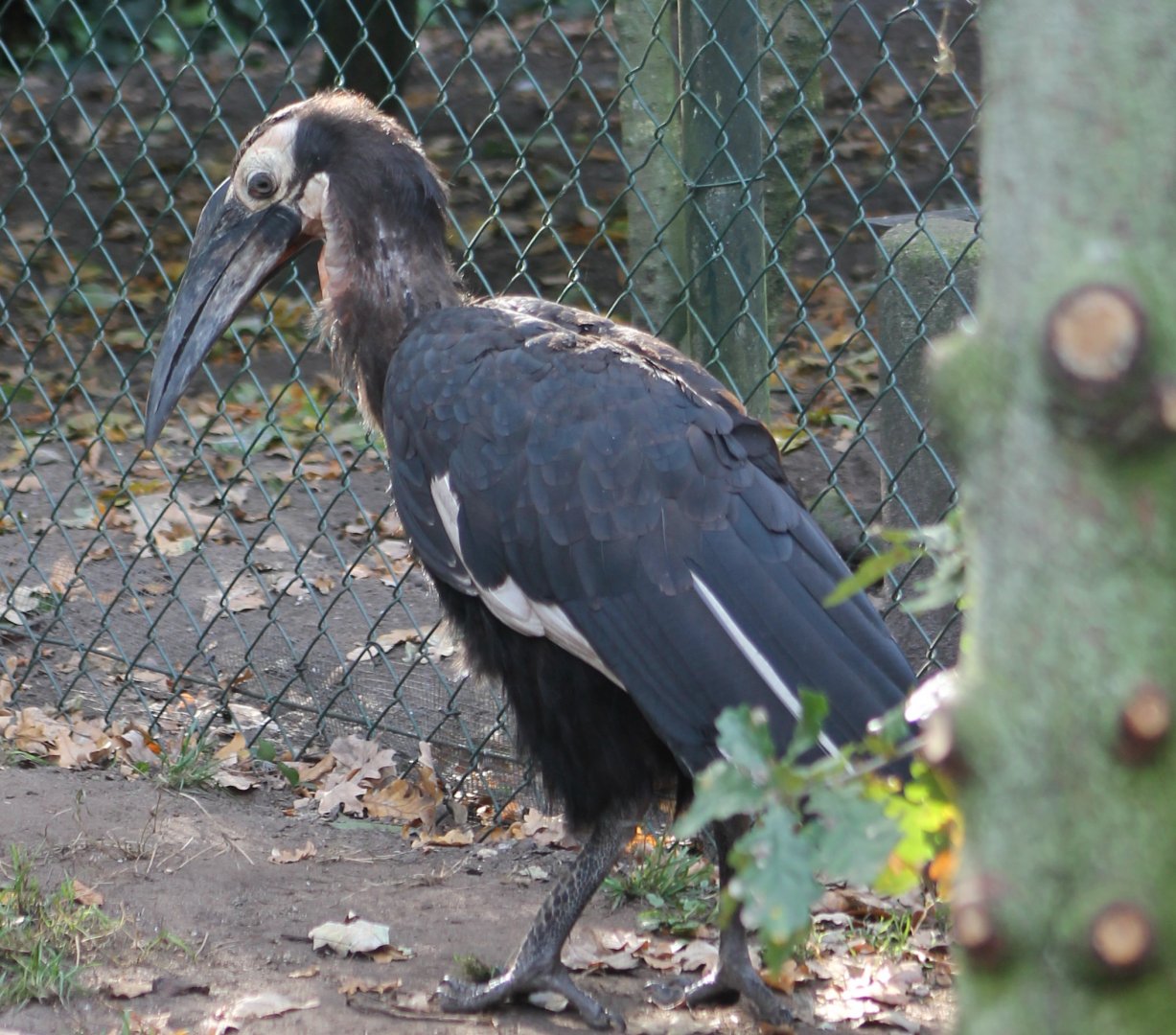 Southern ground hornbill