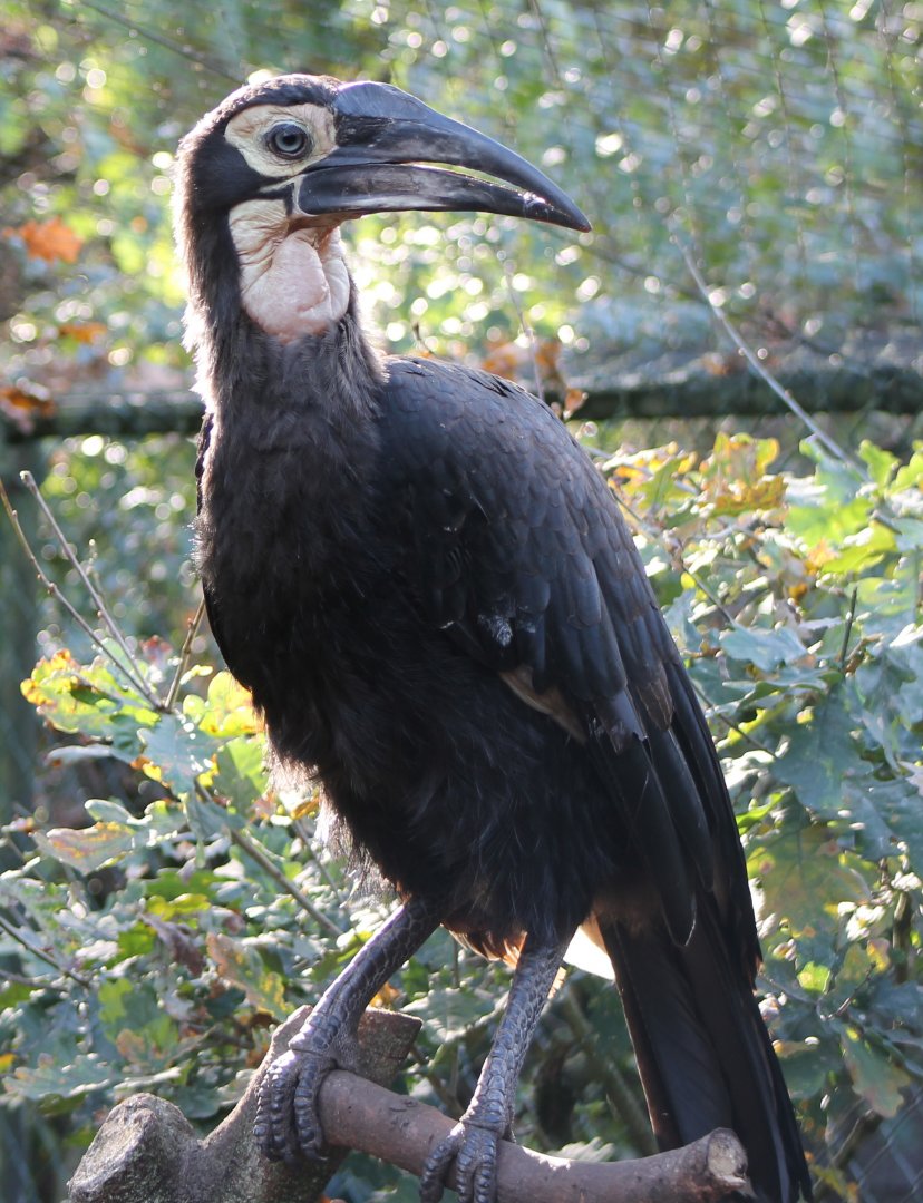 Southern ground hornbill