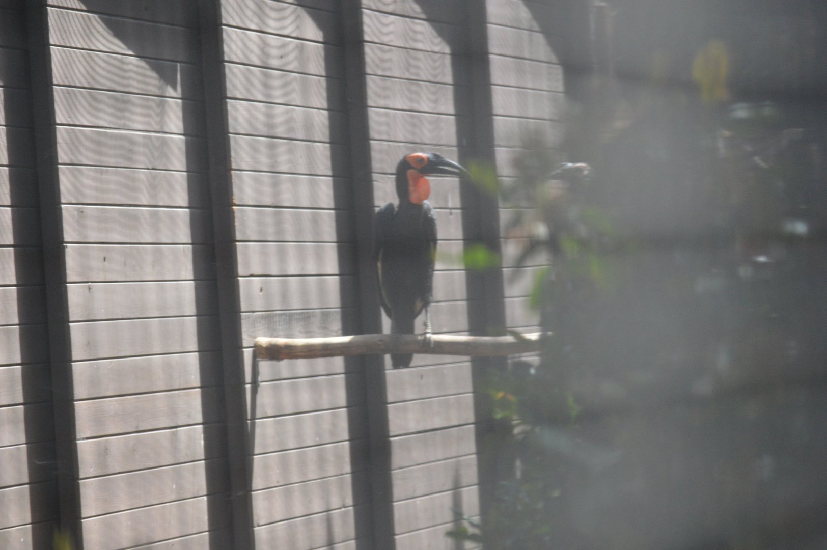 Southern Ground Hornbill