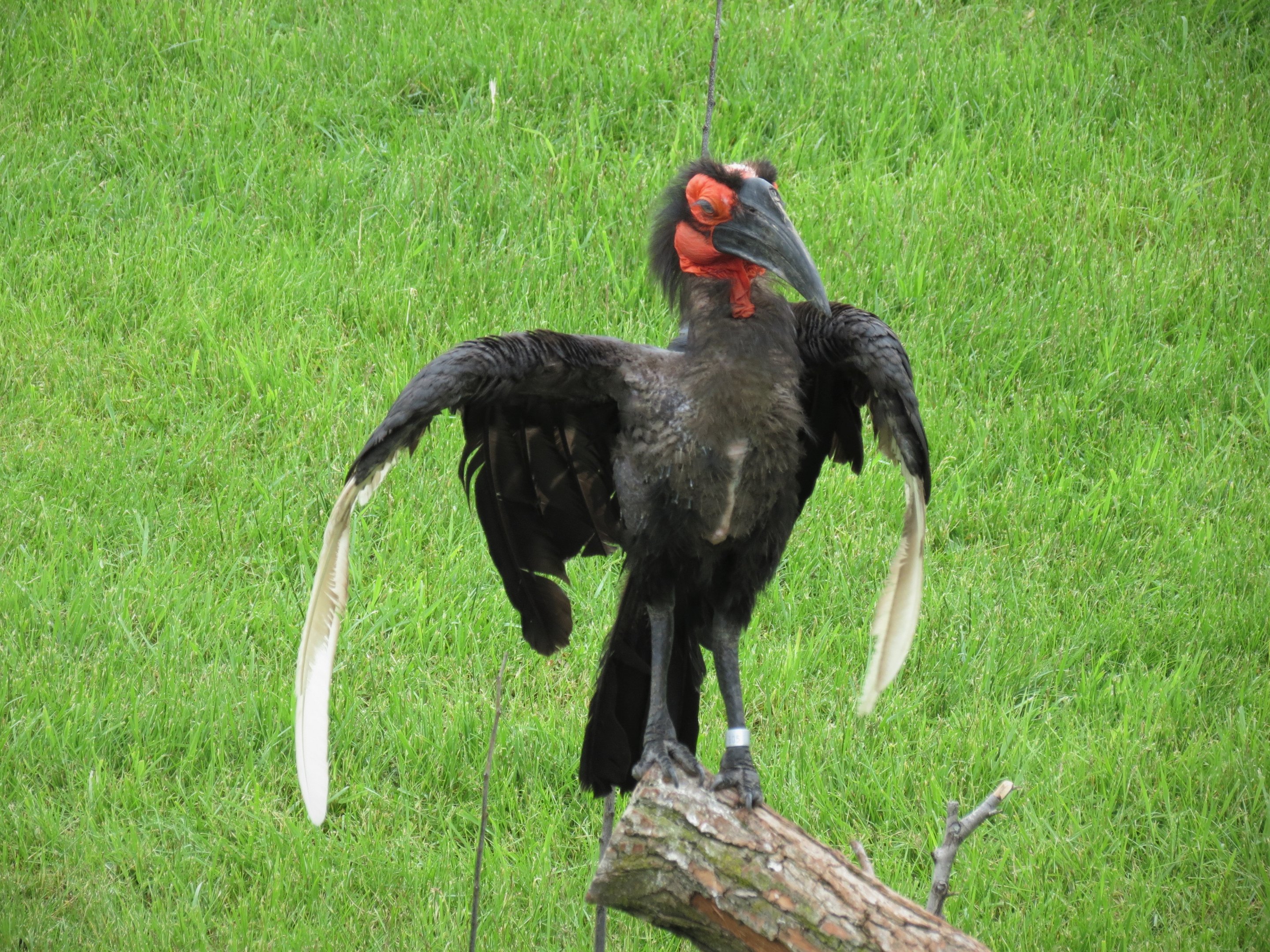Southern Ground Hornbill