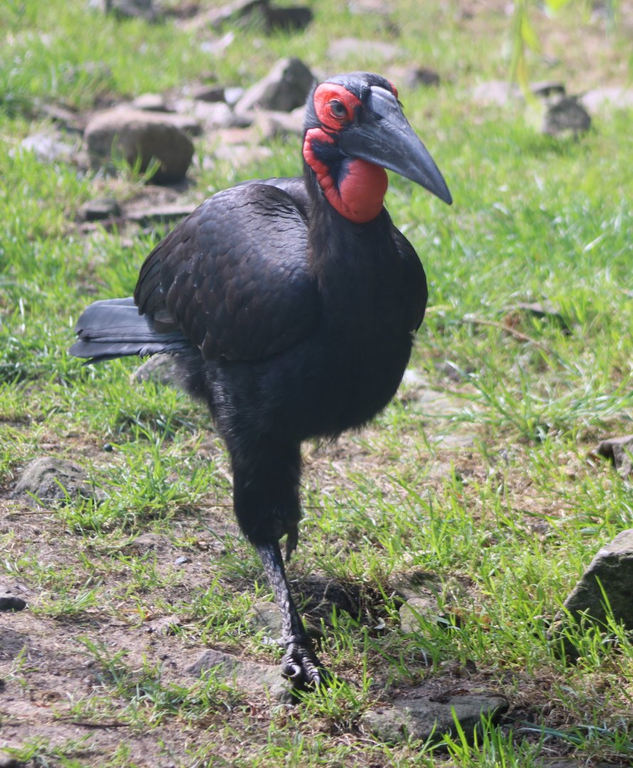 Southern ground hornbill