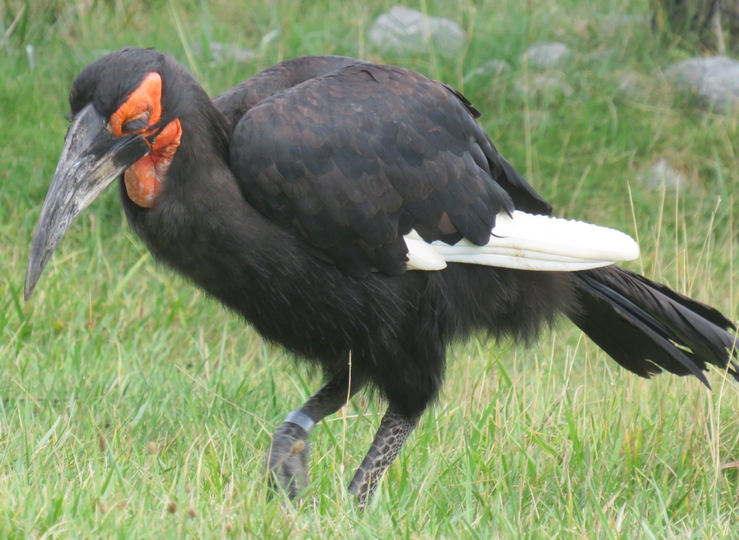 Southern ground hornbill