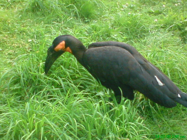 Southern ground hornbill