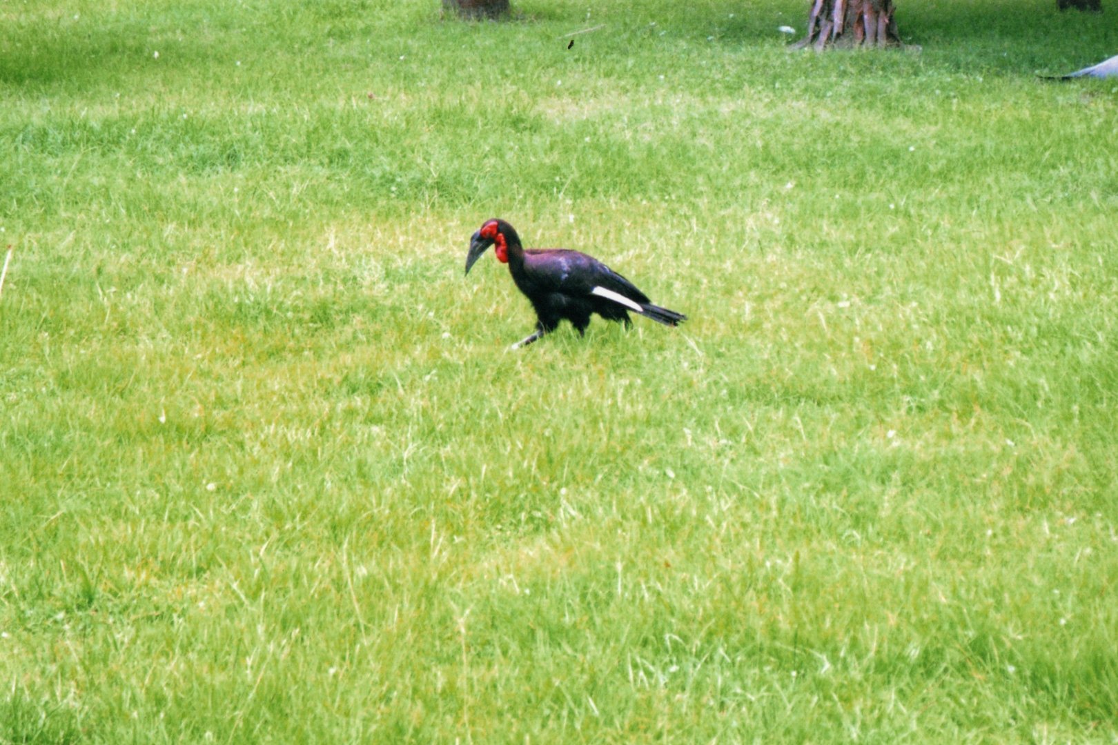 Southern Ground Hornbill