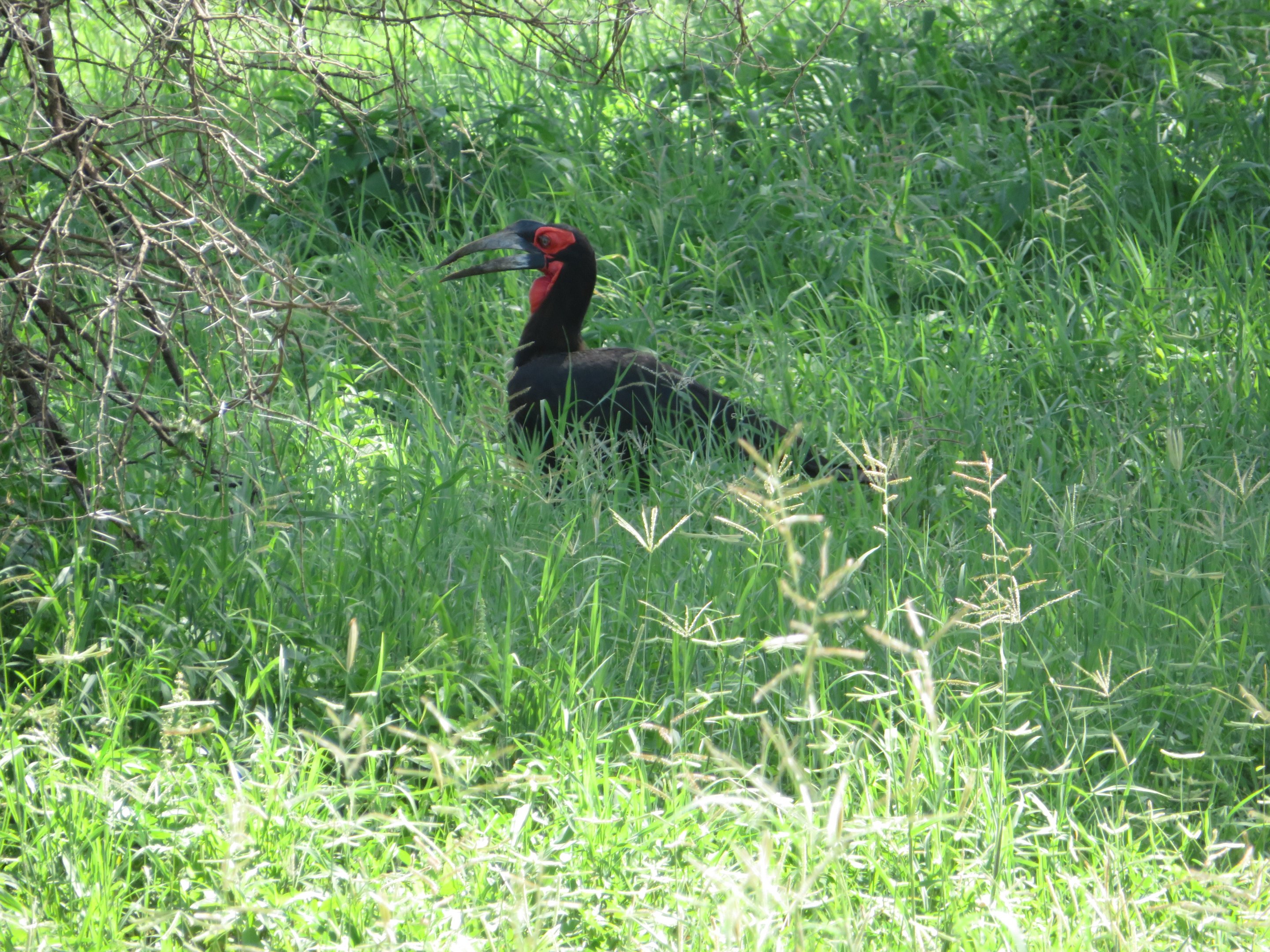 Southern Ground Hornbill