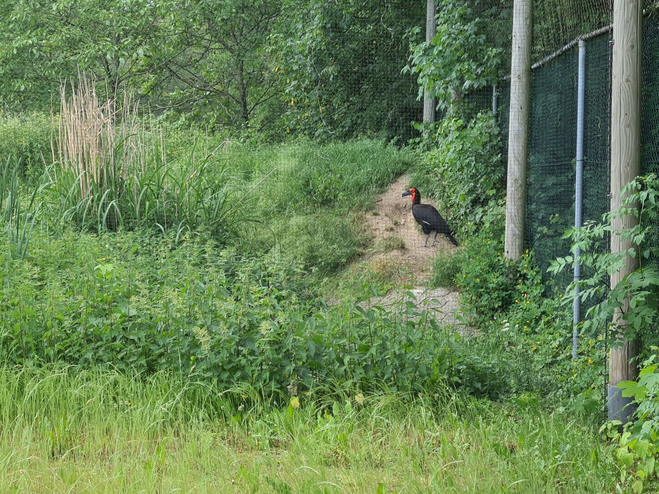 Southern ground hornbill