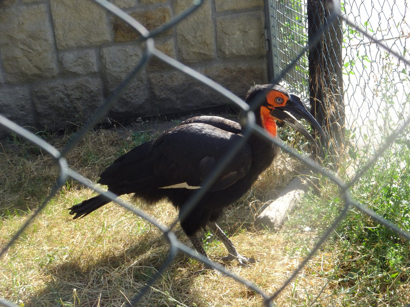 Southern ground hornbill