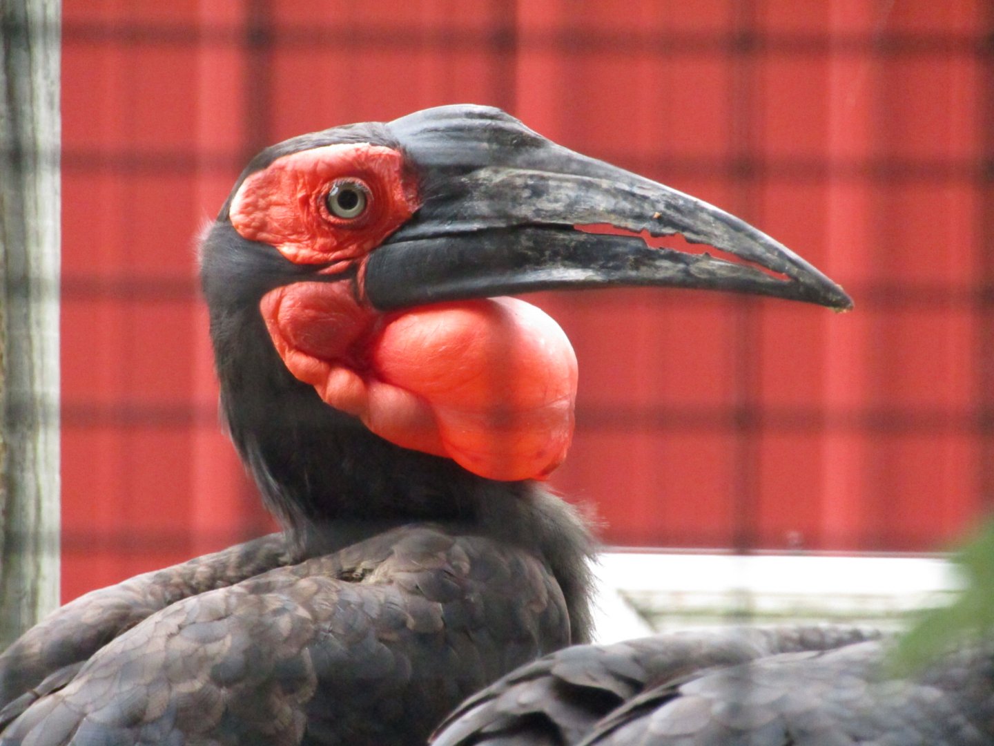 Southern Ground Hornbill