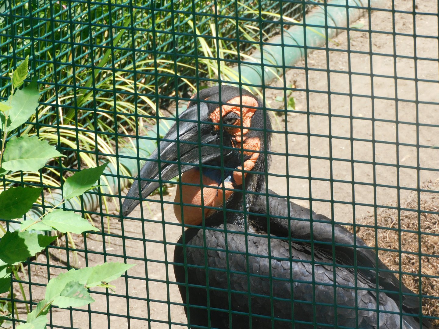 Southern ground hornbill