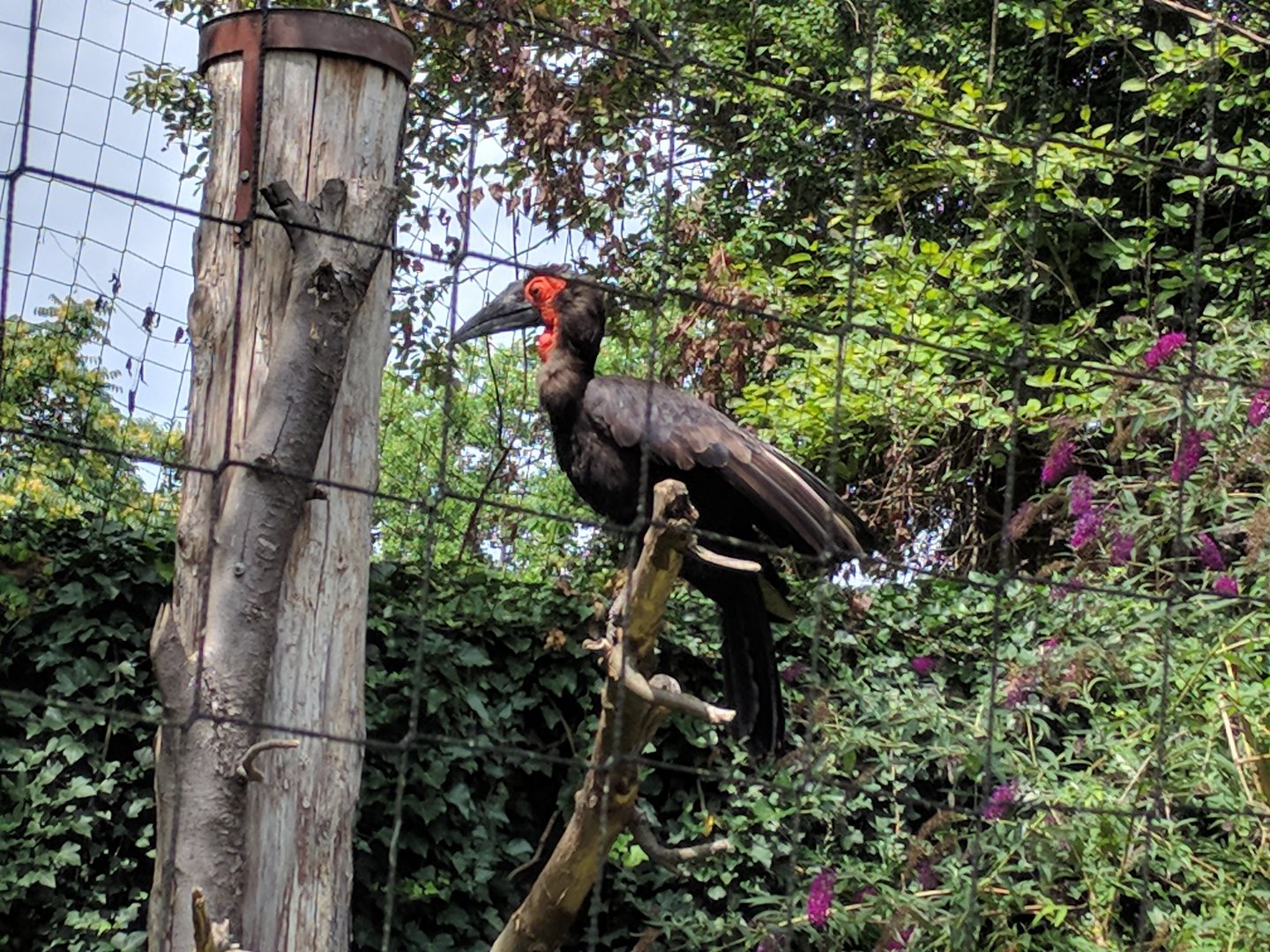 Southern Ground Hornbill