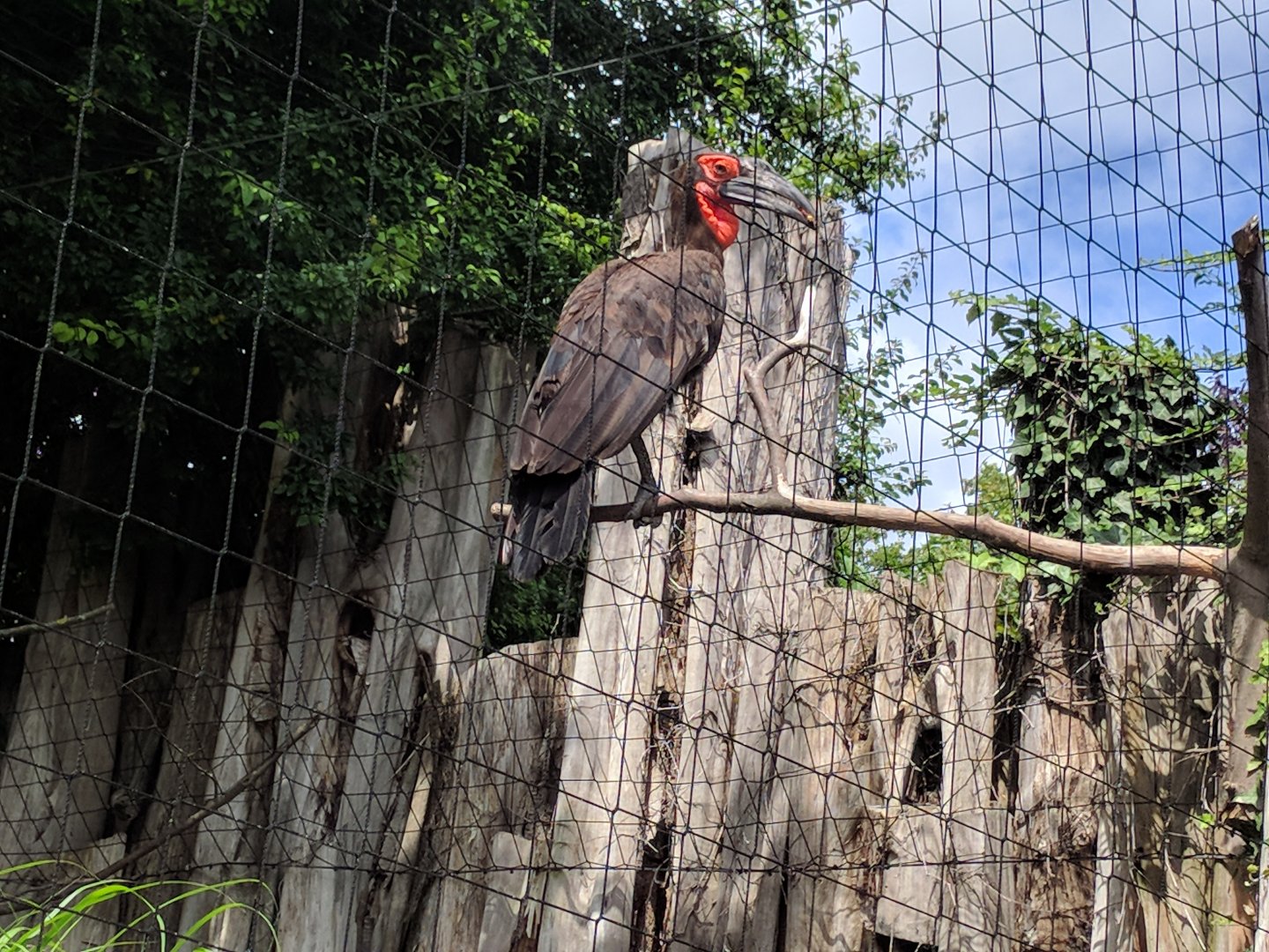Southern Ground Hornbill