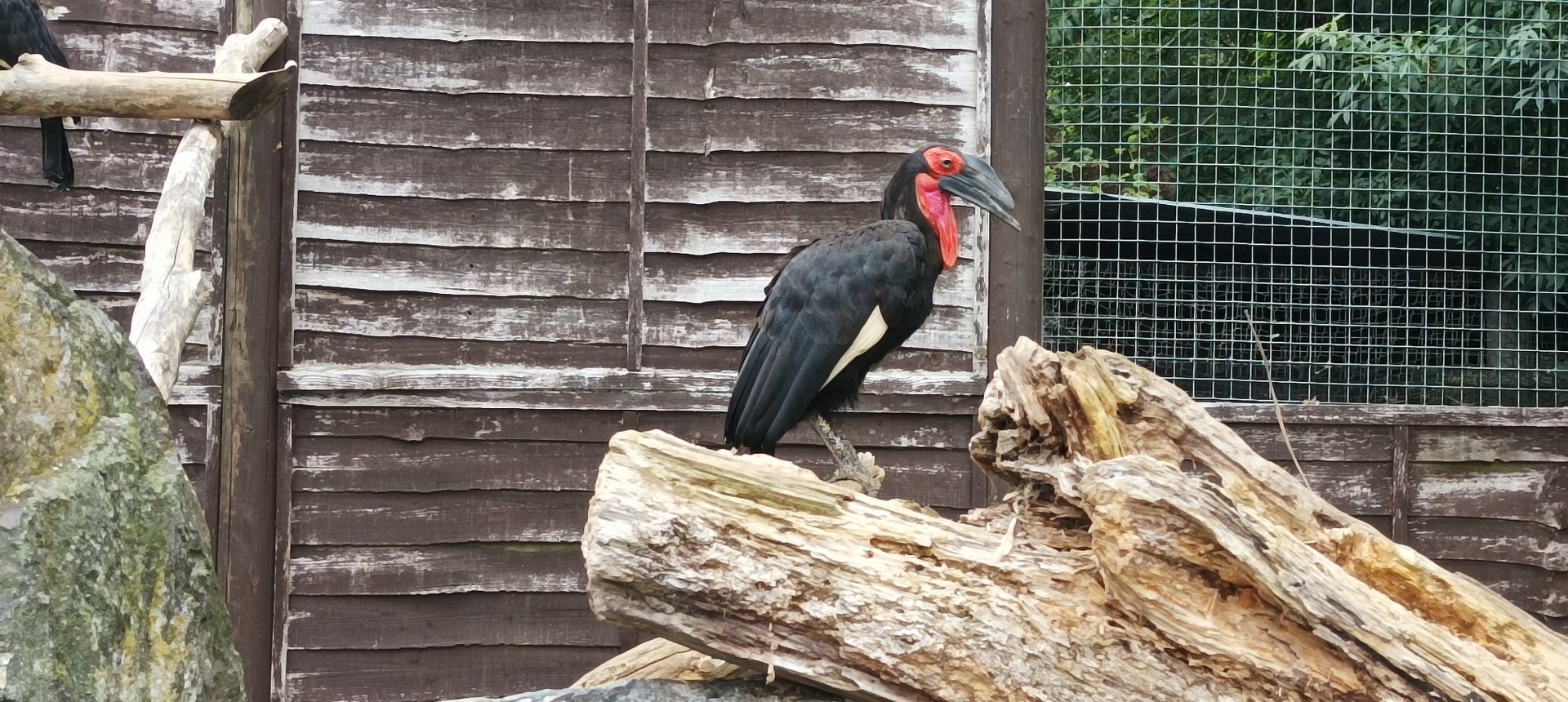 Southern ground hornbill