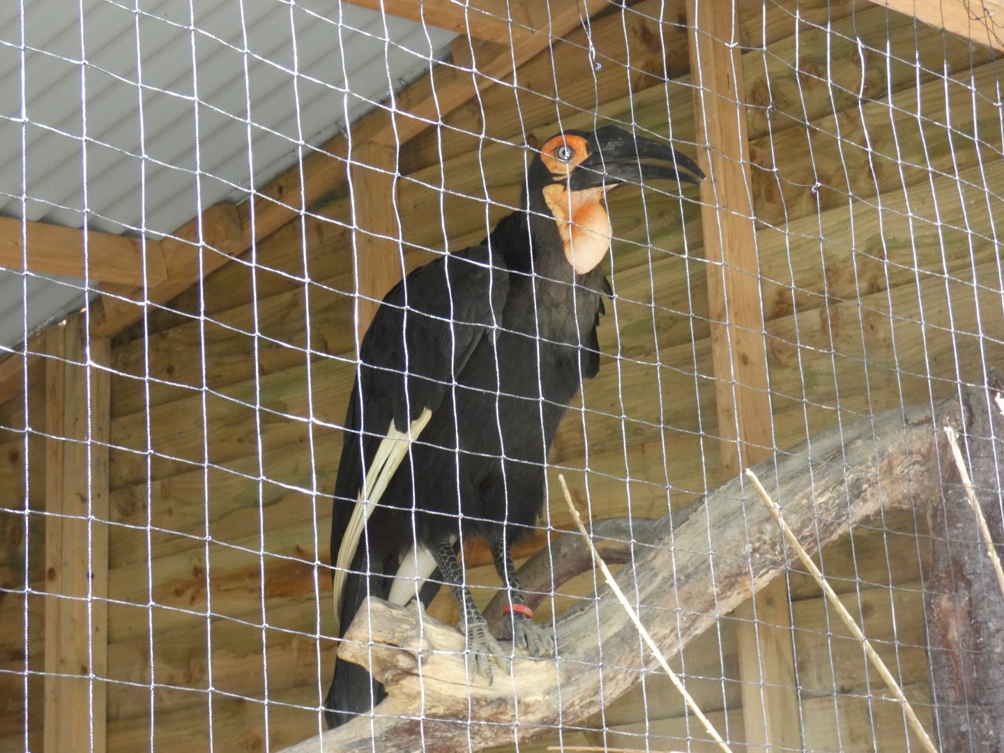 Southern ground hornbill