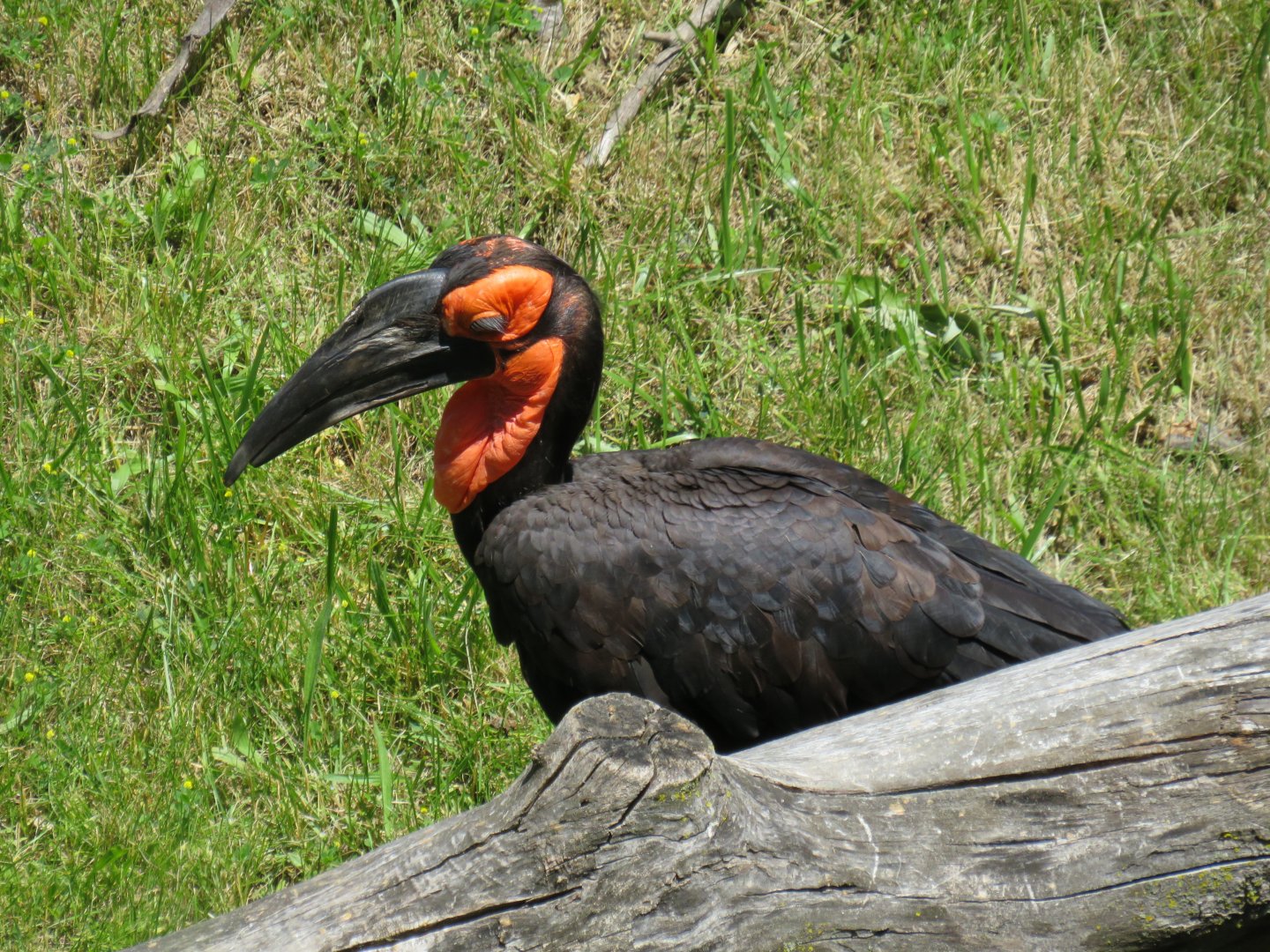Southern ground hornbill