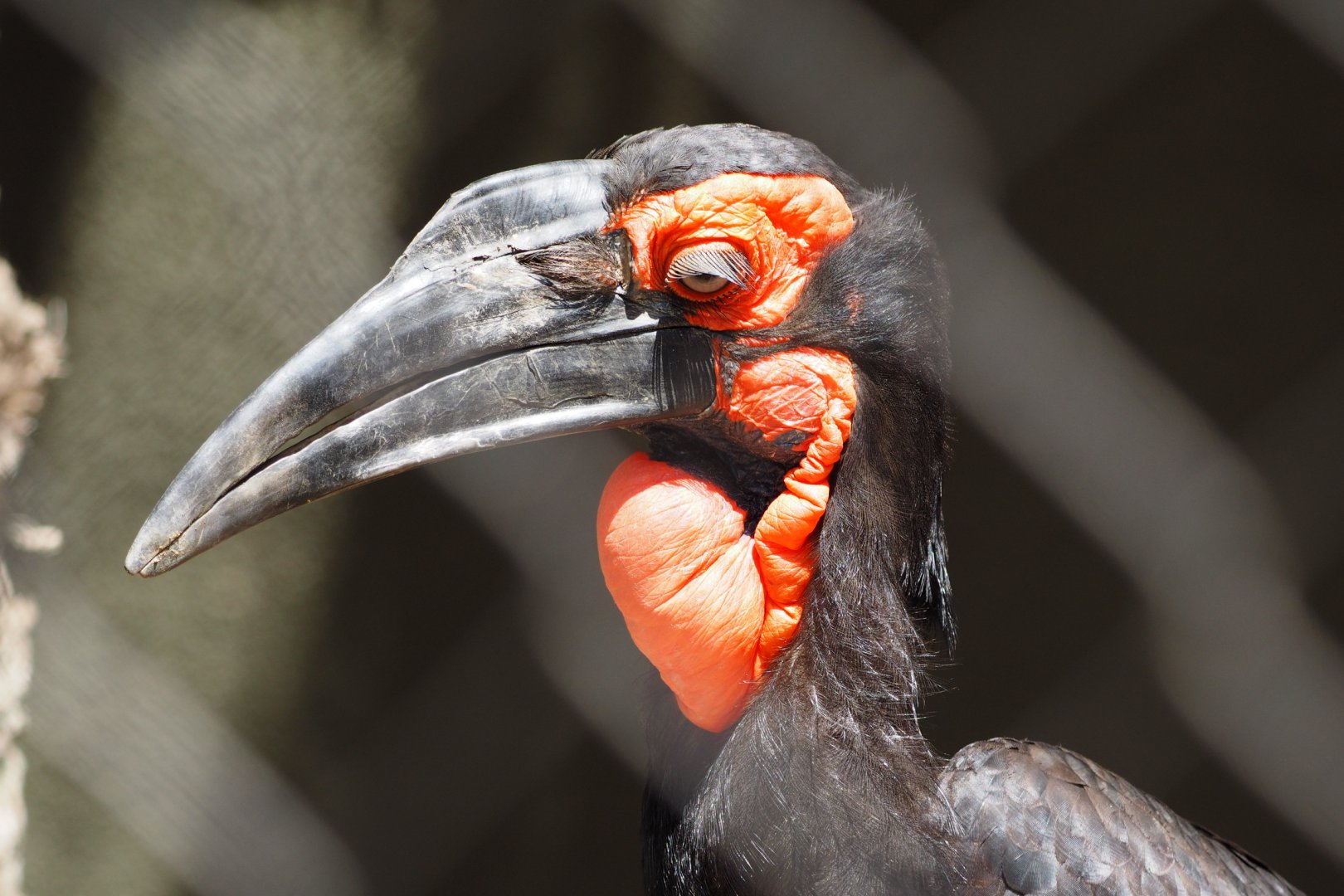 Southern ground hornbill